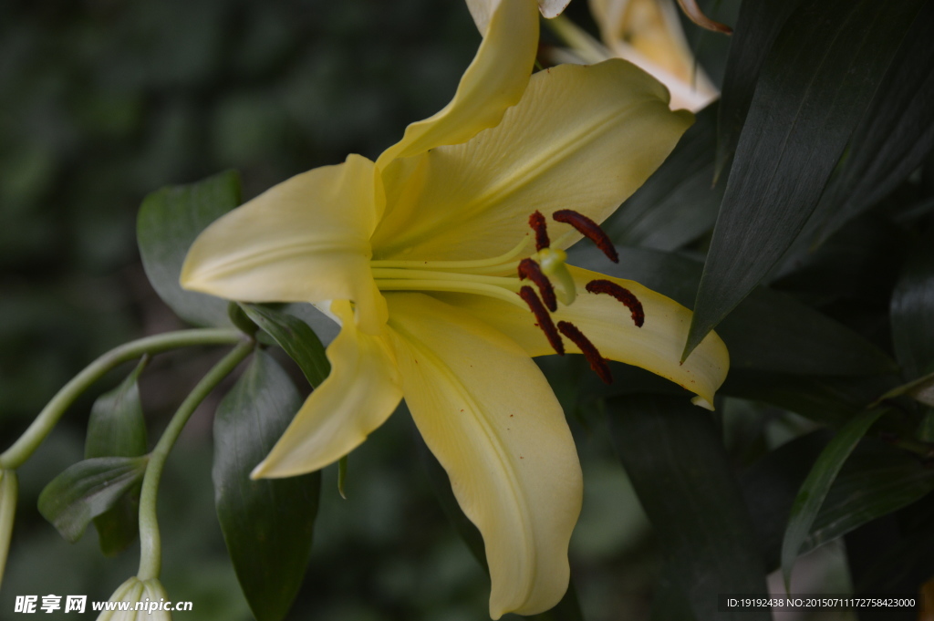 百合花
