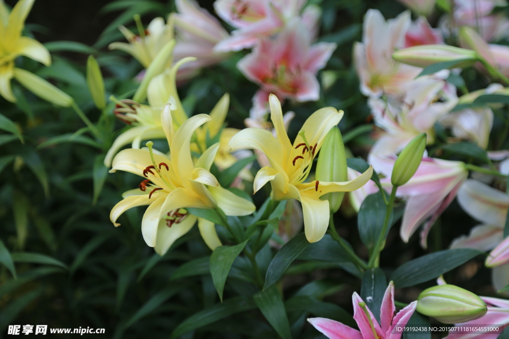 百合花