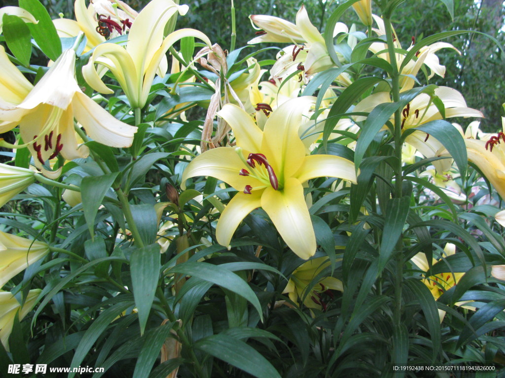 百合花