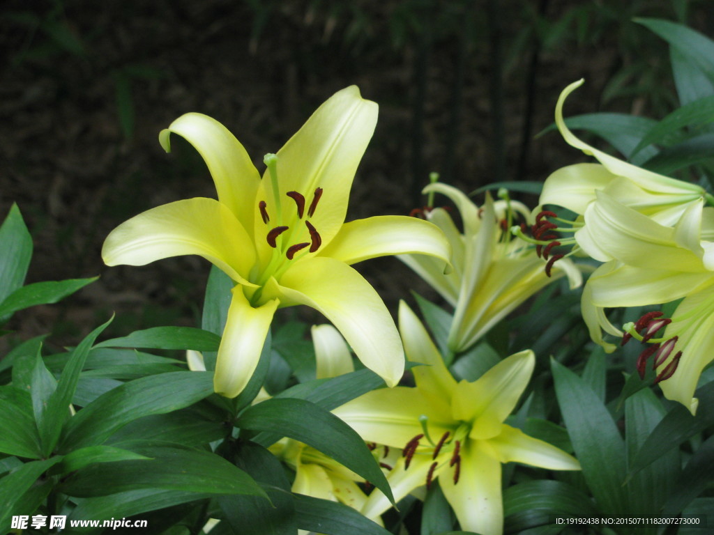 百合花