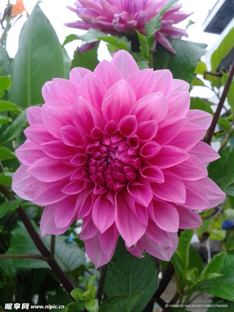 苕花