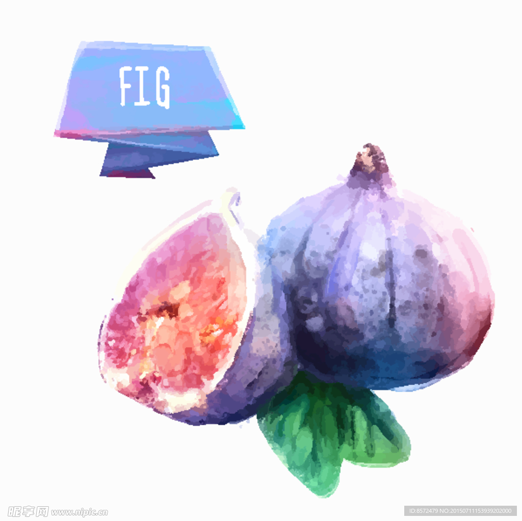 水彩无花果