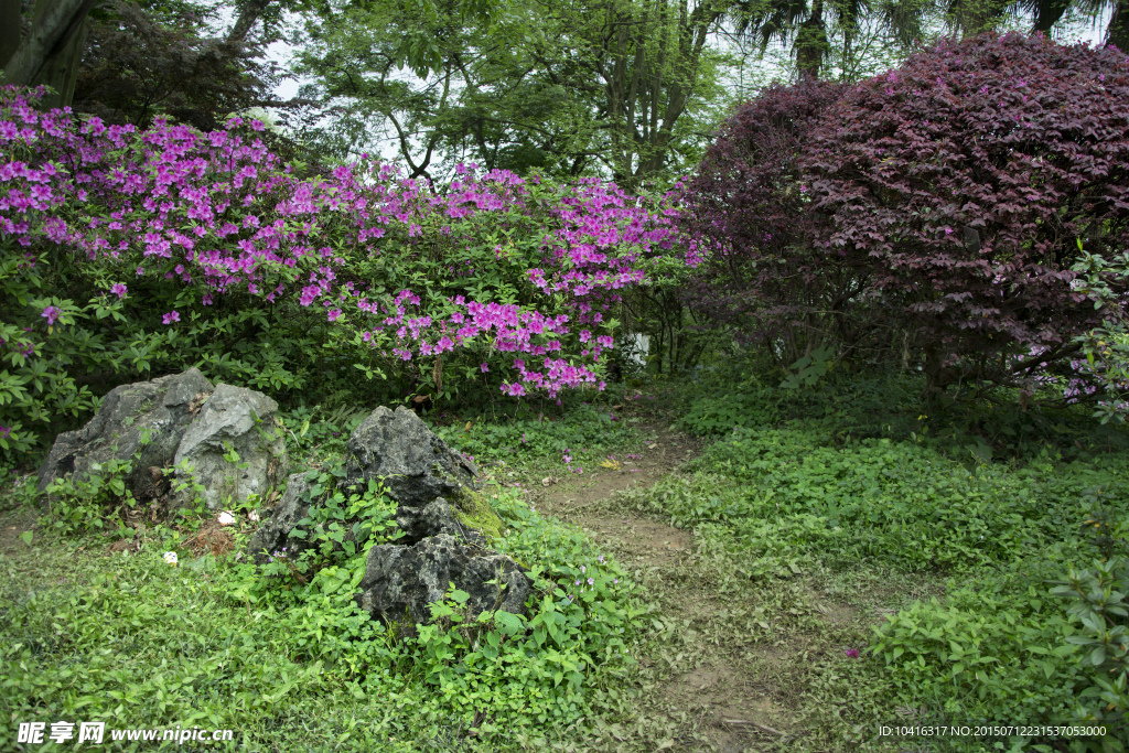 杜鹃花