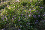 山花