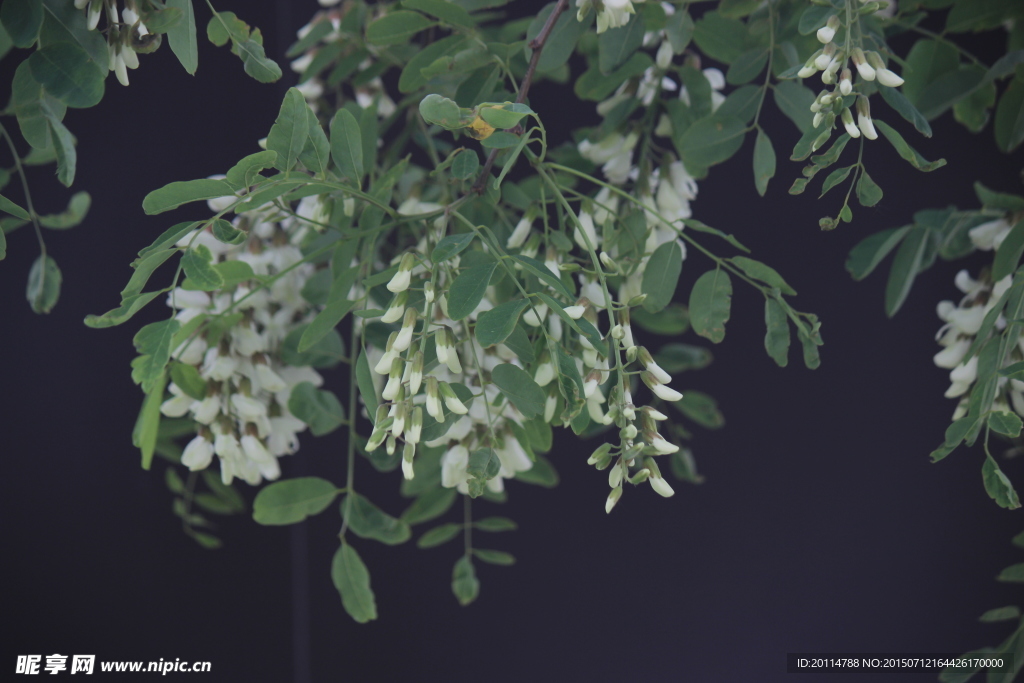 槐花