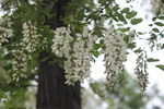 槐花