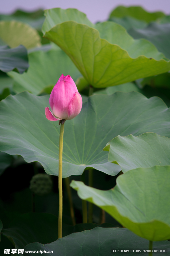 荷花