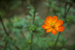 小花