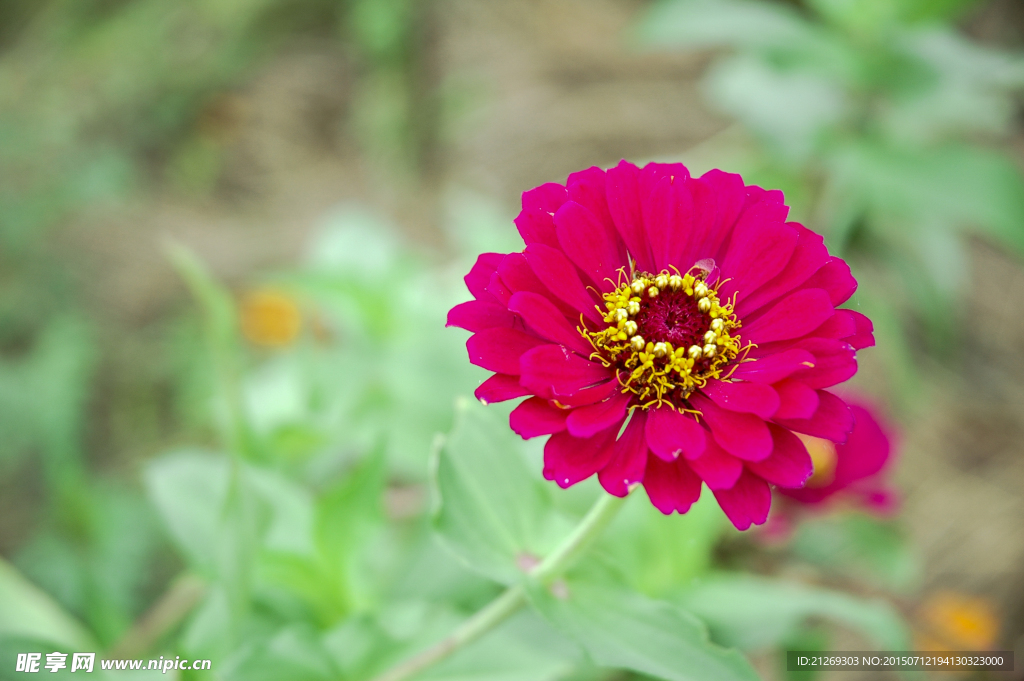 小花