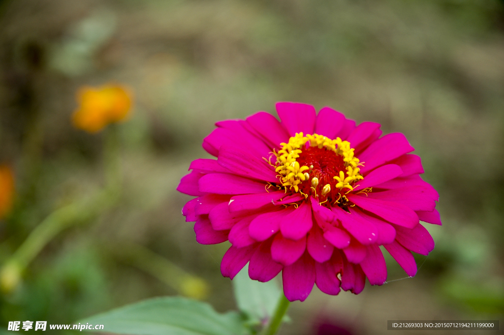 小花