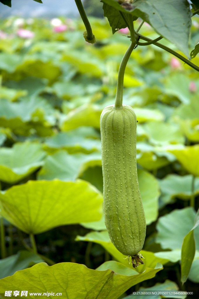丝瓜