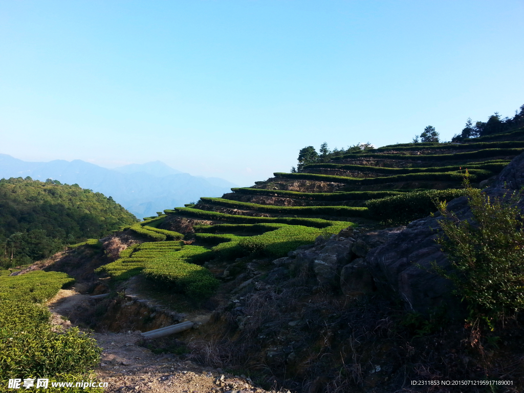 茶山