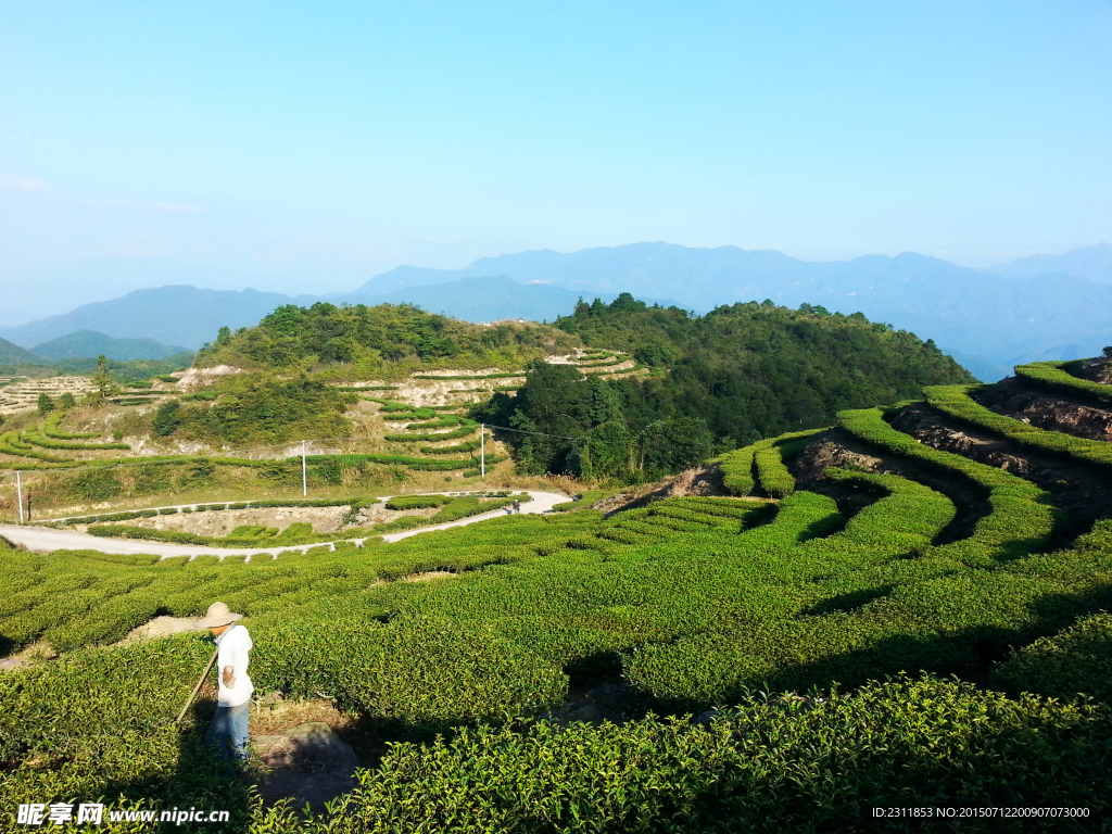 清凉山茶山