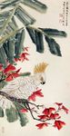 葵花鹦鹉