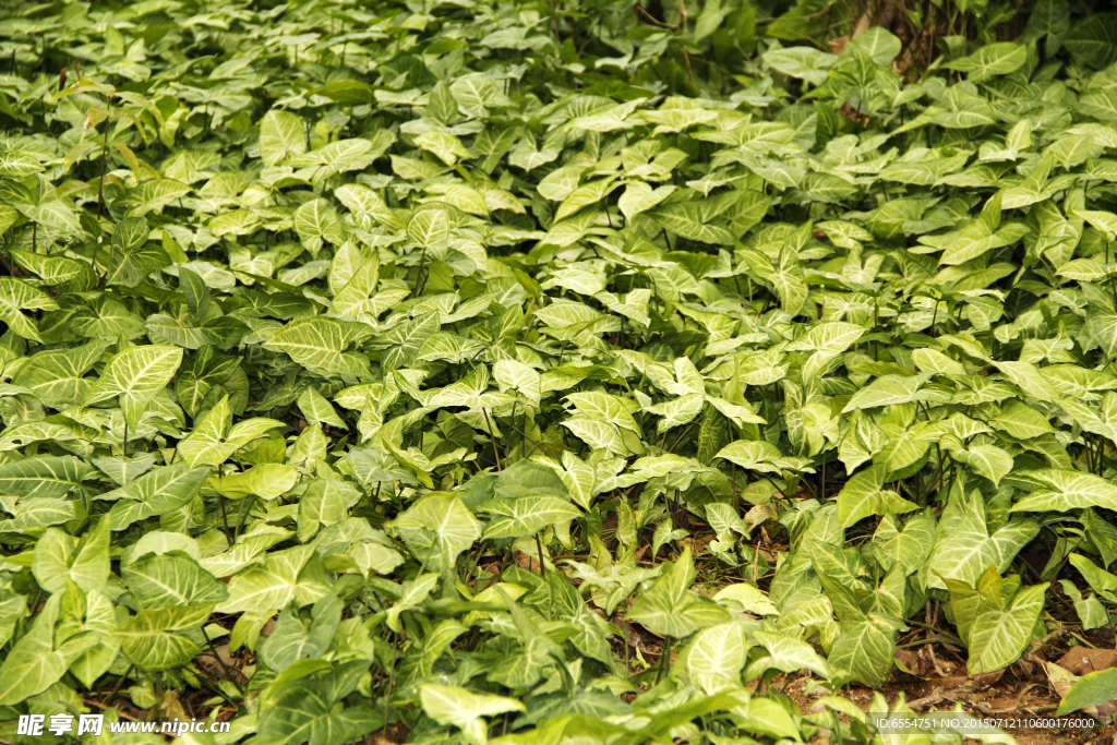 绿色植物