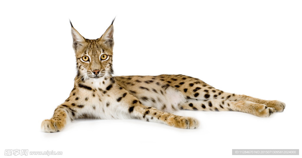 山猫