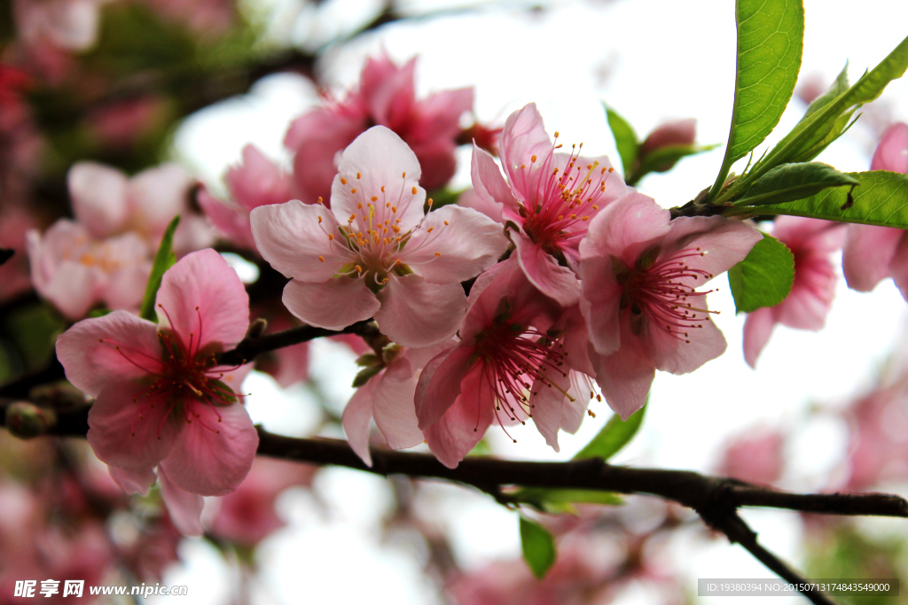 桃花开