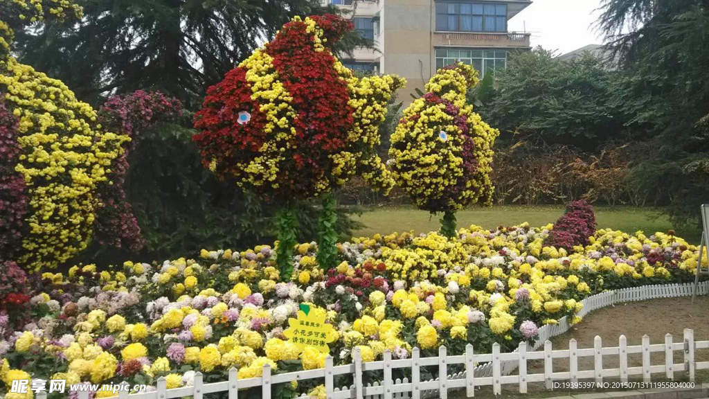 菊花