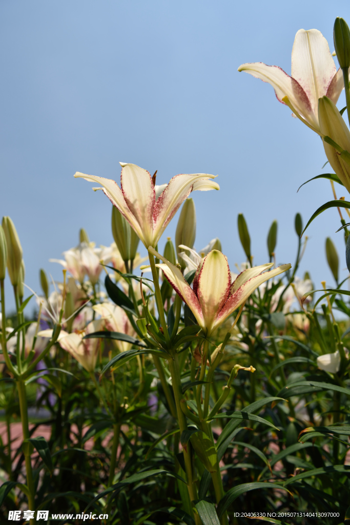 花卉摄影 百合花