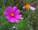 格桑花