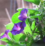 紫色牵牛花