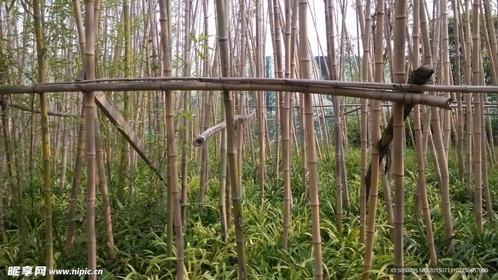 竹林草丛