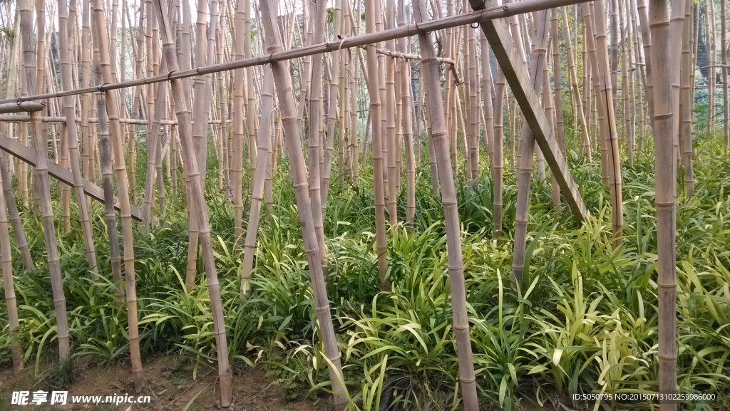 竹林草丛