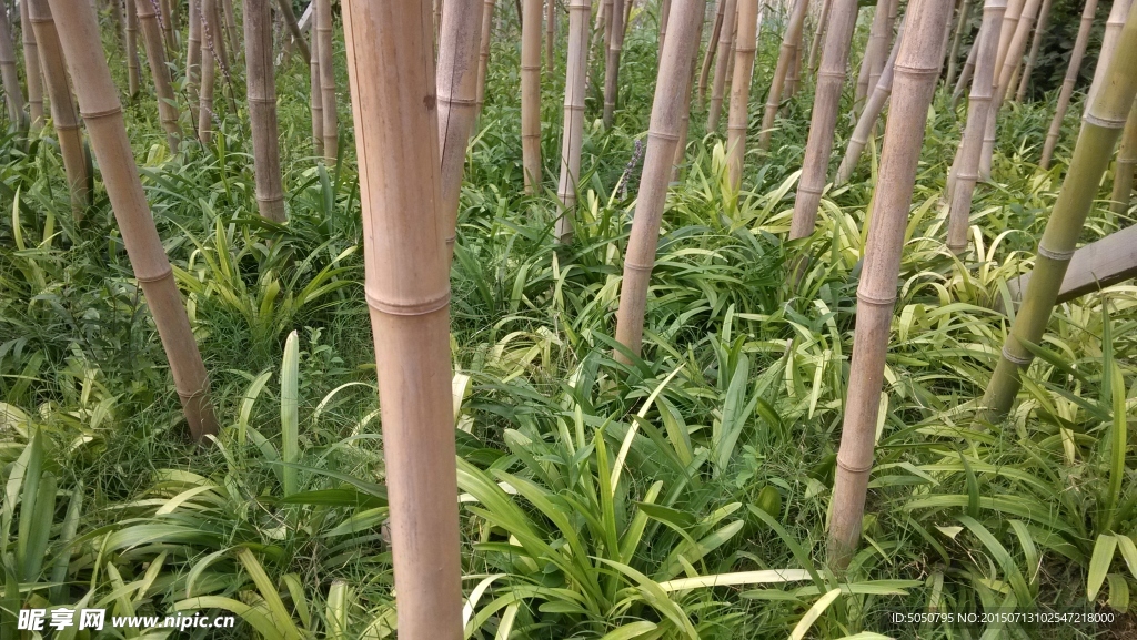 竹林草地