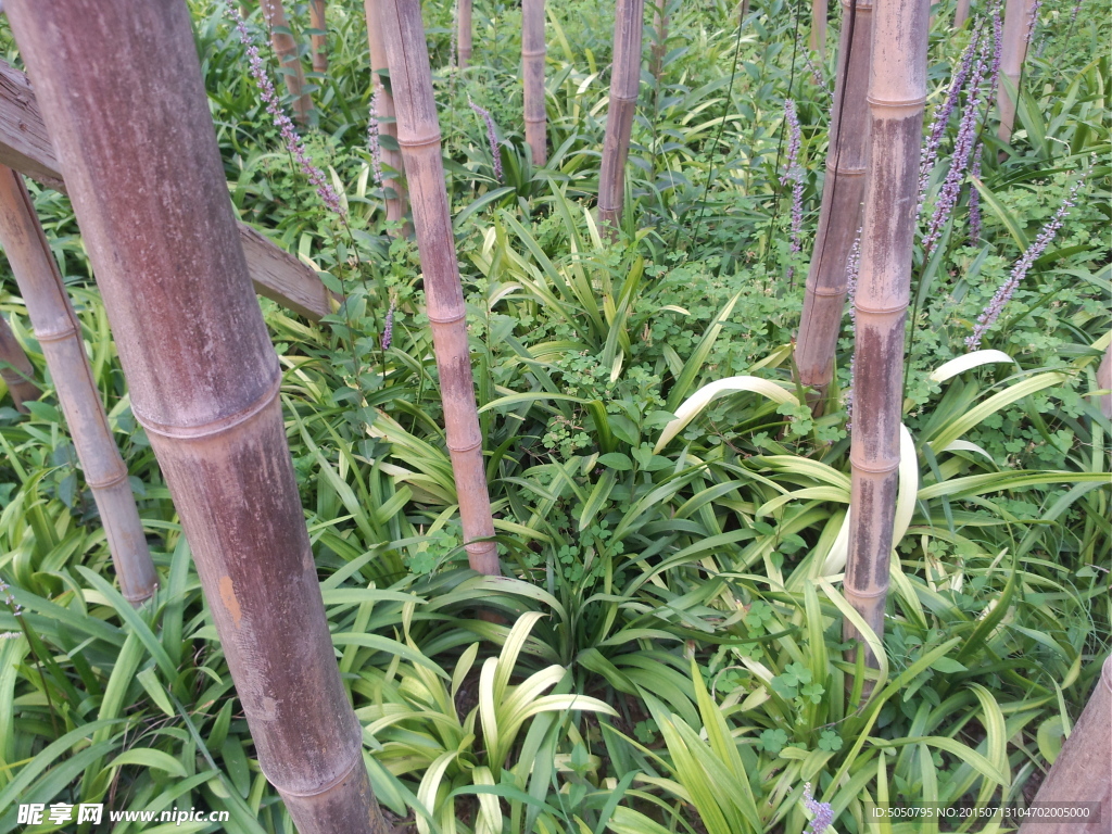 竹林草丛