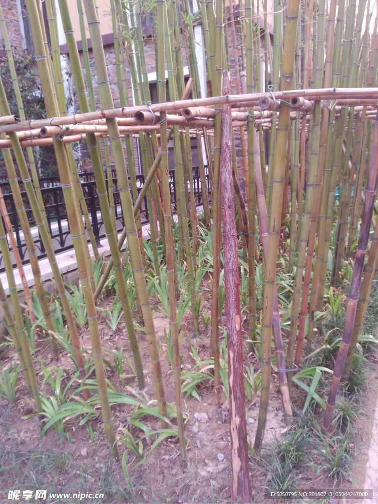 竹林