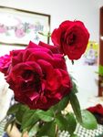 月季花