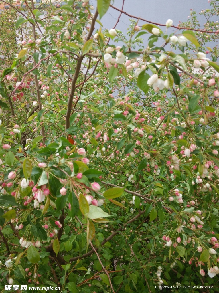 山荆子树花粉色