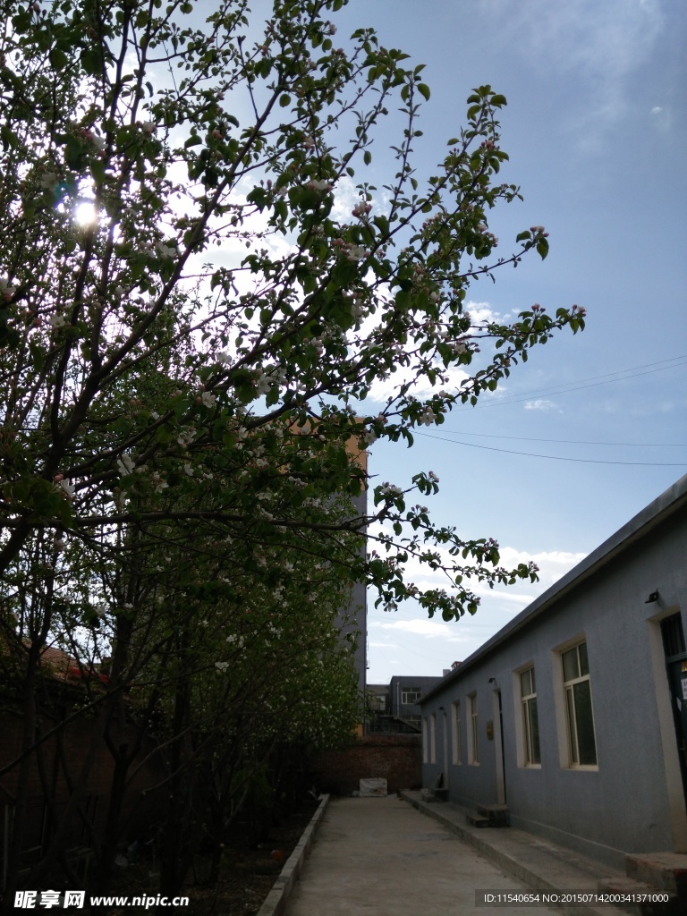 平房小院