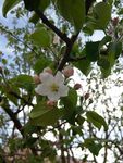 山丁子花