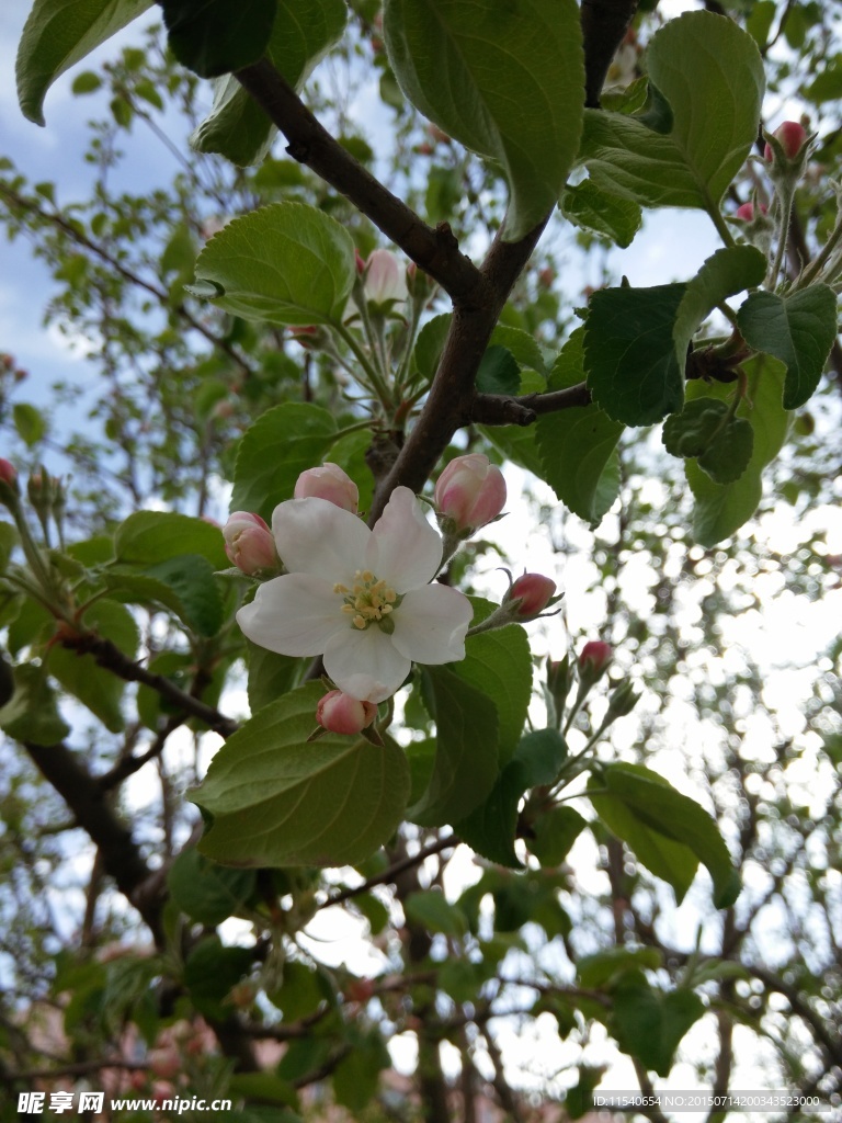 山丁子花