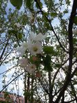 山丁子花