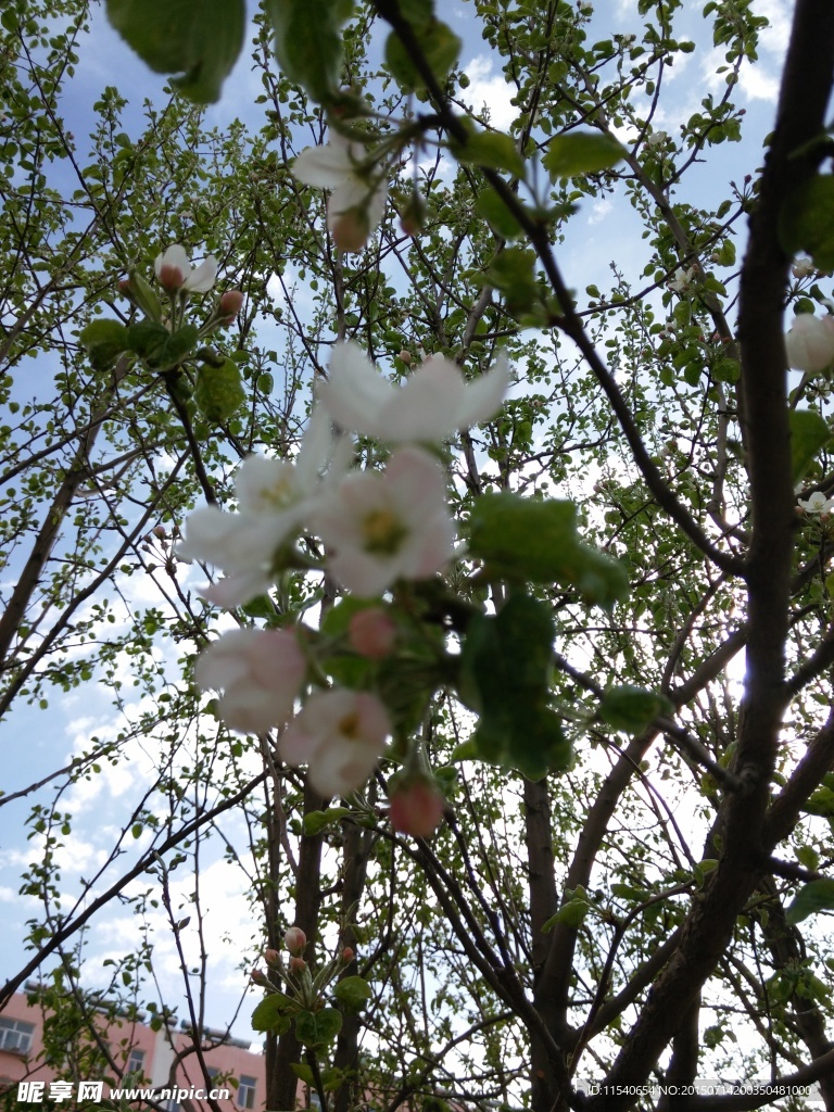 山丁子花