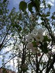 山荆子花