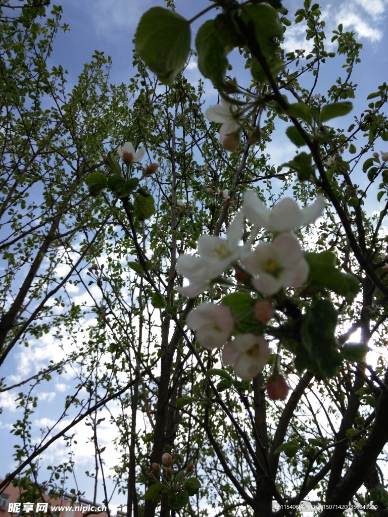 山荆子花