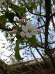 树花