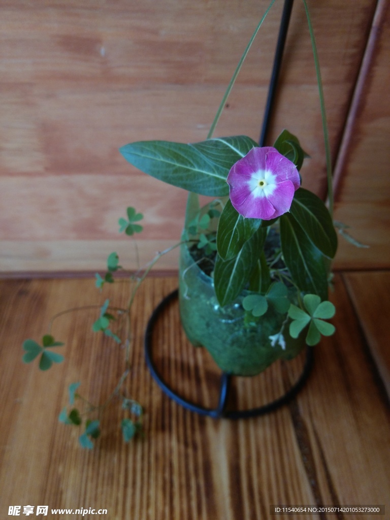 小植物盆栽