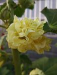 层叠黄色花