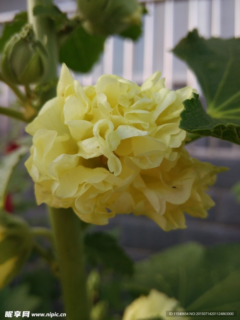层叠黄色花
