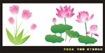 手绘荷花 花朵