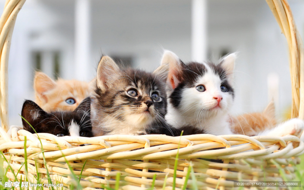 小猫咪图片