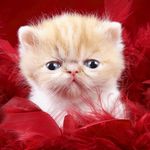 猫咪图片