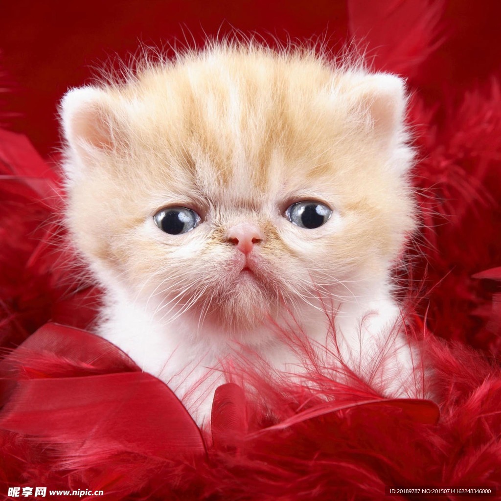 猫咪图片
