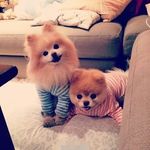 宠物狗狗