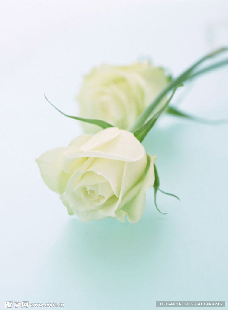 玫瑰花