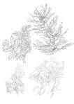 手绘海藻